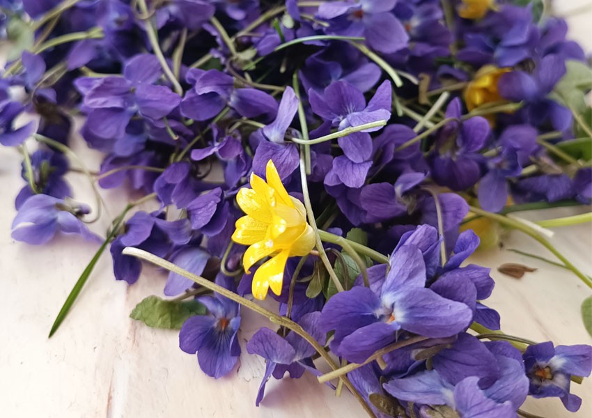 Jak suszyć kwiaty? Przewodnik po naturalnych metodach utrwalania piękna